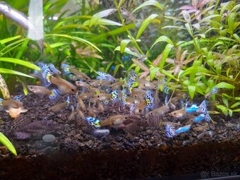 Japan Blue White Mosaic guppy - 7