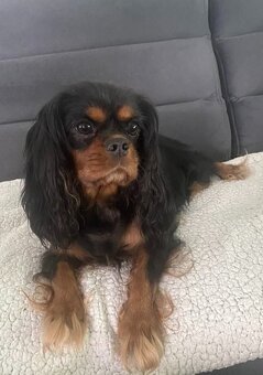 Cavalier King Charles Spaniel - fenka ruby - PP(FCI) - 7