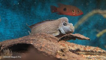 Africké riečne cichlidy - 7