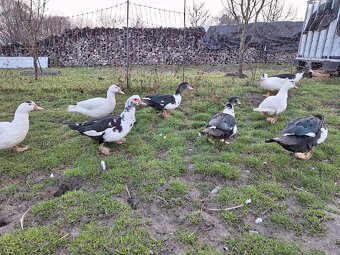 Predám pižmové (čínske) kačice / káčerov - 7