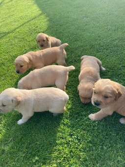 Zlatý retriever x labrador šteniatka - 7