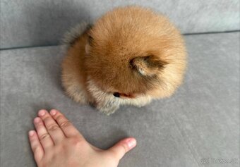 Pomeranian - 7