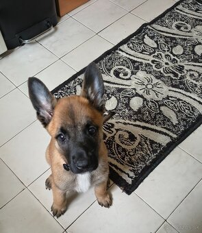Šteniatka belgický ovčiak malinois bez pp - 7