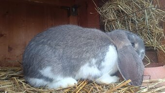 Francúzsky baran - 7