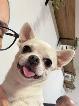 HOLÍČ / BORSKÝ MIKULÁŠ: 🐾 Ponuka na krytie – čivava Jackie - 7