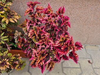 Koleus - africká žihľava (Coleus), semena, řízky - 7