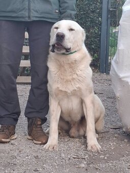 Stredoázijský ovčiak - 7