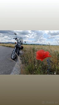 Predám Yamahu Virago 535 - 7