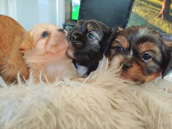 Tibetskỳ spaniel - 7