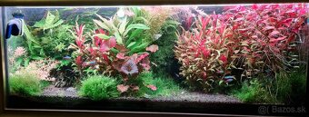 Rastlinky do akvária - 7