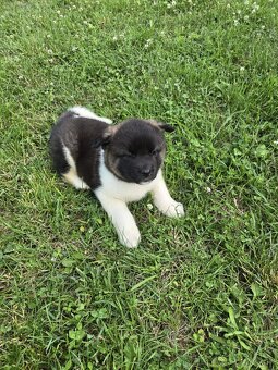 Šteniatka Americká akita - 7