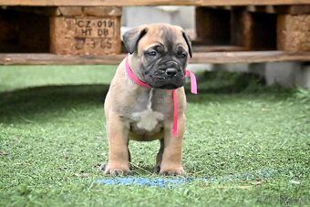Bullmastiff, Bullmastif, Bulmastif štěňátka s PP - 7
