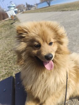 Pomeranian nemecký špic mix. - 7