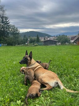 Belgický ovčiak-Malinois - 7