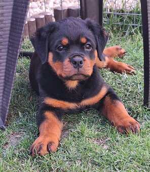 Steniatka rottweilera,rotvajlera,rtw,rotty s PP - 7