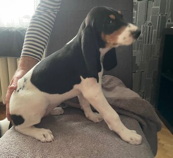 Polovnická šteniatka Švajčiarsky ďurič - Bernský ďurić s PP - 7