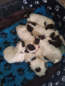 Lagotto romagnolo s PP (italský vodní pes) - 7