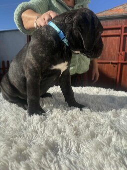 Cane Corso šteniatka - 7