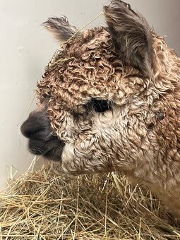 Alpaka samček béžový - 7