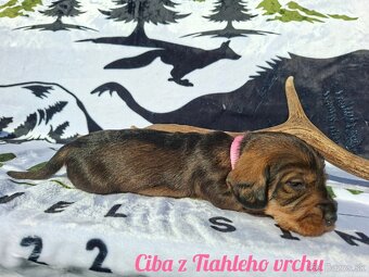 Jazvečík hrubosrstý - 7