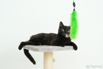 Malá mačička AGÁTKA hľadá domov - 7