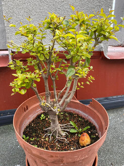 Ligustrum Vtáčí Zob bonsaj - 7