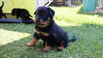 Beauceron - francouzský ovčák -  štěňátka s PP - 7