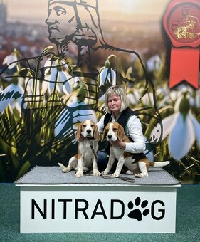Bigel, bigl, beagle s PP /FCI/ - 7