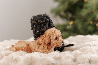 Trpasličí pudel s PP - 7