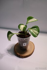 Izbové rastliny - 7