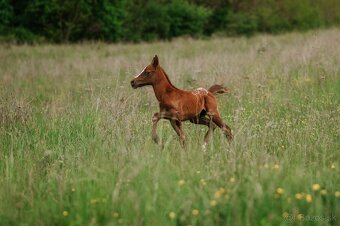 2 mesačný arab x appaloosa - 7