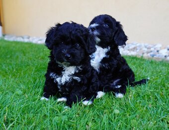 Maltipoo - 7