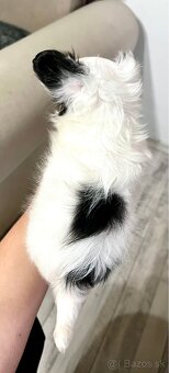 Čivava šteniatka s PP - 7