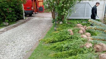 Tuja Smaragd, vavrínovec, červienka - Spišská Nová Ves - 7
