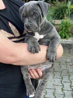 American bully xl s PP - 7
