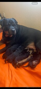 Šteniatka rotvajlera - 7