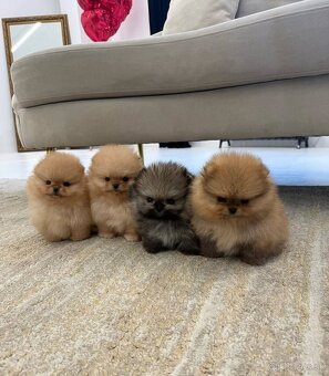 Pomeranian mini - 7