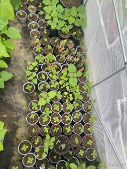 Paulownia Tomentosa rýchlorastúci strom - 7