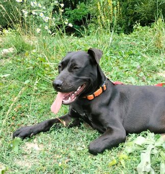 Darujem skvelú rodinnú sučku Daisy - mix bull a labrador - 7