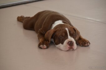American bully - ch.s. Family Muscle Bullies - 7