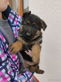 Nemecký ovčiak - 7