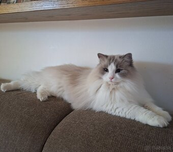 Ragdoll na krytie - 7