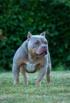American Bully - 7