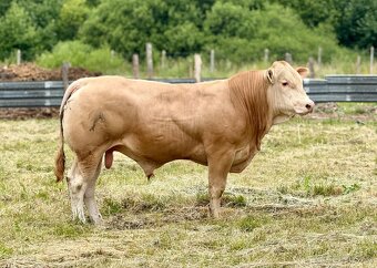 Plemenné býky Blonde d’Aquitaine - 7