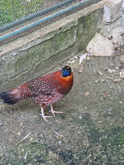 BAZANT TRAGOPAN SATYRA - 7