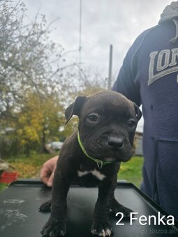 American bully pocket - 7