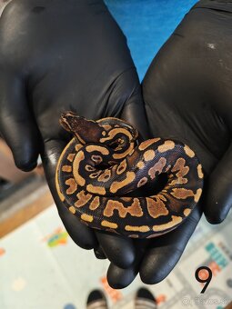 Pytón kráľovský/ Python regius - 7