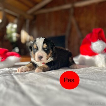 Bernský salašnícky pes - 7