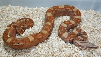 Boa imperator - Keltic VPI Sunglow, Aztec VPI Sunglow - 7