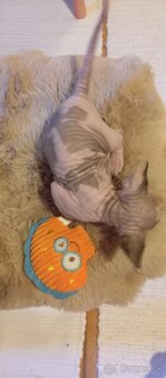 Kanadský sphynx - 7